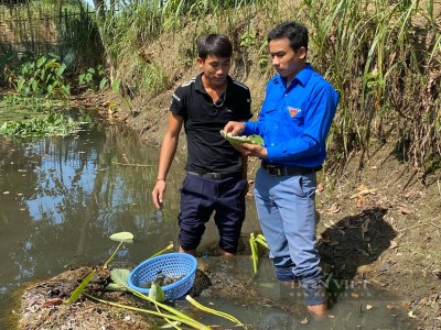 Nuôi ốc bươu đen, một trai bản dân tộc Thái ở Nghệ An 