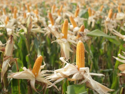 Phải chi tới 2,1 tỷ USD nhập khẩu một loại hạt làm thức ăn chăn nuôi, Việt Nam muốn mở rộng diện tích trồng ngô