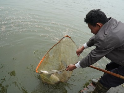 Cám công nghiệp tăng, nuôi cá ở Bắc Ninh dù sản lượng cao 3-4 lần, tiền lời của nông dân lại 
