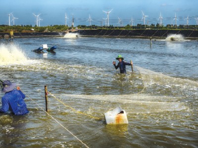 Phú Yên: Ban hành Kế hoạch phòng, chống dịch bệnh trong NTTS