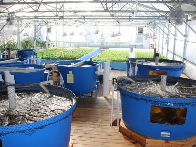 Tính khả thi về tài chính khi kinh doanh mô hình Aquaponics