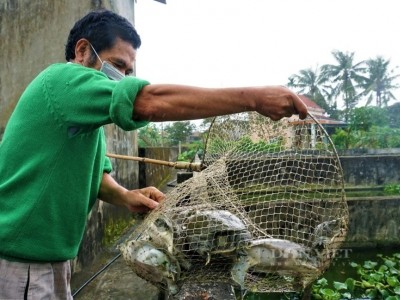 Nuôi con đặc sản 4 chân, tối ngày lặn dưới ao, khi đẻ bò lên cạn, ông nông dân Quảng Nam đổi đời