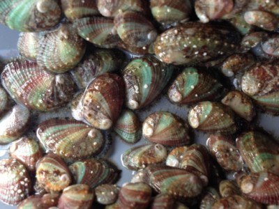 Tiềm năng bào ngư 9 lỗ