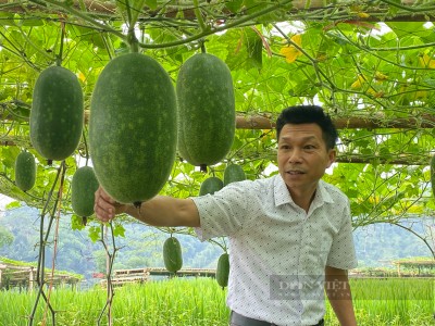 Trồng bí thơm mùi gạo nếp, cánh đồng đẹp như phim ở Bắc Kạn, tín đồ 