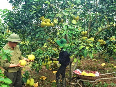 Một huyện miền núi ở Hà Tĩnh thu 500 tỷ đồng từ loại quả đặc sản, đem sang tận Malaysia giới thiệu