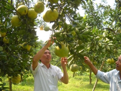 Phú Thọ: Bưởi Đoan Hùng được bảo vệ, phát triển thương hiệu