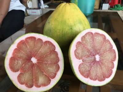 Trang trại bưởi ruby đầu tiên ở ĐBSCL vừa sản xuất, vừa xây dựng thương hiệu