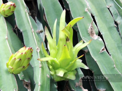 Lo rủi ro, người trồng thanh long Bình Thuận đành lặt búp, bẻ nụ phơi khô bán cho Trung Quốc