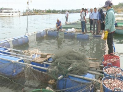 Nuôi loài cá quen có cái tên nhiều người nghe lạ ở Quảng Ngãi, nông dân bán 160.000 đồng/kg