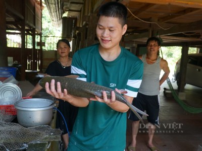 Hà Giang: Thả nuôi loài cá bỗng quý hiếm nằm trong sách Đỏ, nông dân nơi này khấm khá