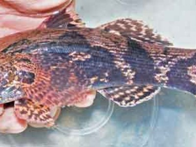 Loài cá sông đặc sản ở Gia Lai, có con nặng tới 5 ký, dân mà bắt được đến nhà giàu cũng 