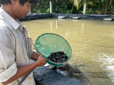 Một nông dân Hậu Giang vượt khó ngoạn mục, thu tiền tỷ nhờ nuôi thành công loài cá đặc sản