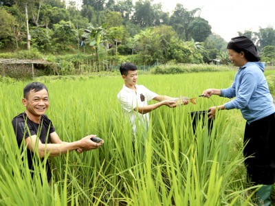Bắt vô số cá chép ruộng lúa ở Hà Giang, con nào cũng tươi roi rói, bé thôi mà nhiều người muốn mua
