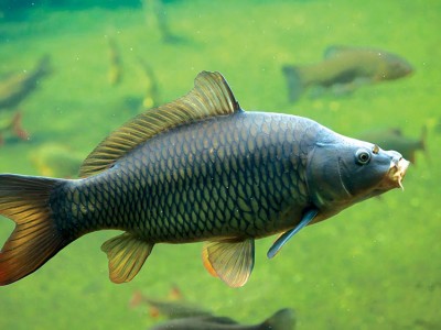 Cải thiện hệ miễn dịch chống lây nhiễm của cá chép