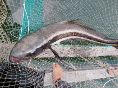 Xác định nguyên nhân cá bớp chết ở Cam Ranh