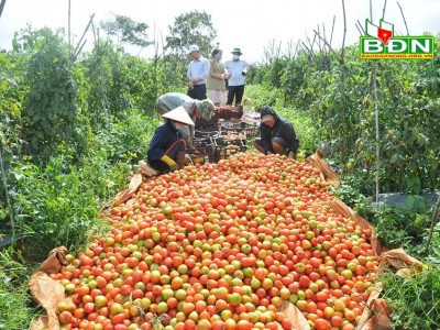 Trúng mùa cà chua, một nông dân Đắk Nông trồng 5 sào lãi 200 triệu/vụ
