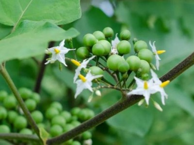 Loại quả dại xưa mọc đầy chả mấy ai thèm, nay thành đặc sản được săn lùng ở Sơn La
