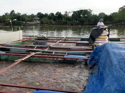 Đây là loài cá mau lớn khi nuôi sông ở Tiền Giang, hầu như đám tiệc, nhà hàng nào cũng mua