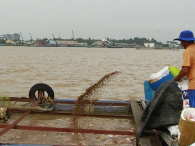 Hai loại cá nước ngọt này đang tăng giá tốt ở Vĩnh Long, đủ cân đủ lạng nông dân xúc lên bán có lời