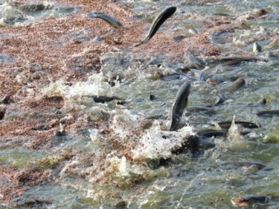 Sản xuất giống cá lóc