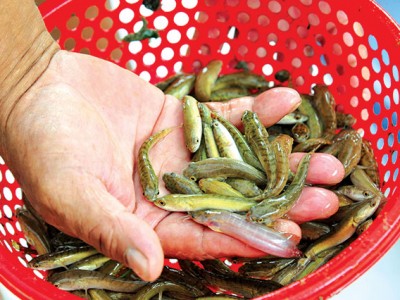 Kỹ thuật chọn và thả cá giống