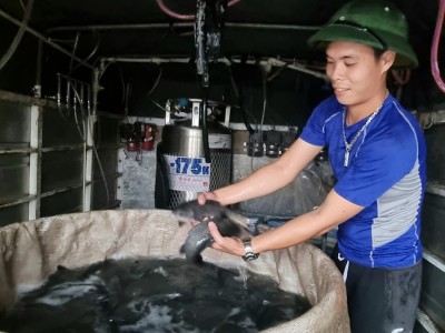 Cung cấp cá trắm đen giống, thức ăn và chế phẩm sinh học cho nông dân Thanh Hóa chăn nuôi