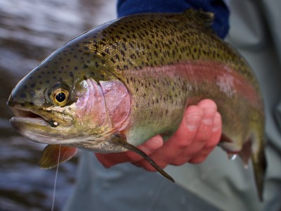 Cá hồi tự nhiên và cá hồi nuôi: Đâu là 