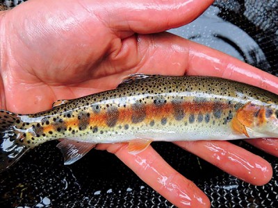 Thúc đẩy sản xuất giống cá hồi vân