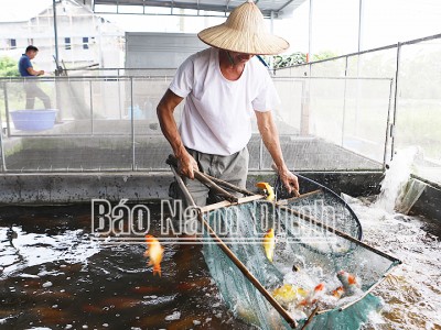 Cả làng ở Nam Định khá giả hẳn lên nhờ nuôi một con vật làm cảnh, mua thú vui cho thiên hạ