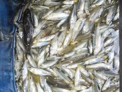 Thứ cá bé tí bơi hàng đàn ngoài sông Hậu, câu dễ như ăn kẹo, làm món gì ngửi mùi bụng cũng sôi ục ục