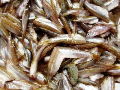 Ai ngờ được một loại cá xưa rẻ như cho ở kênh rạch miền Tây lại giàu vitamin A, hóa đặc sản