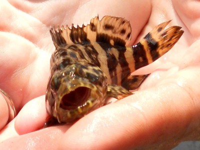 Nan giải vấn đề tăng trưởng khi dùng protein đậu nành cho cá mú