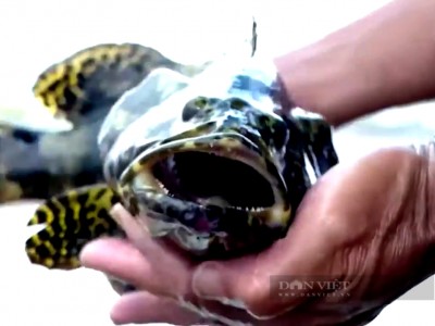 Bà Rịa – Vũng Tàu: Nuôi cá đặc sản này, anh nông dân chưa bao giờ lỗ, mỗi năm lời nửa tỷ đồng