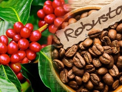 Cà phê Robusta là gì? Mặt hàng xuất khẩu lớn của Việt Nam được nhiều người yêu thích