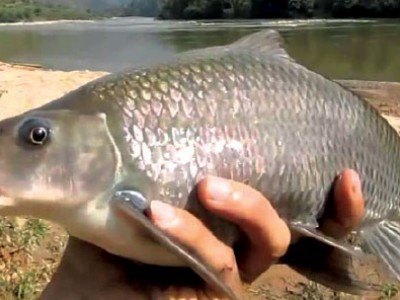 Đưa cá Rầm xanh từ tự nhiên vào ao nuôi