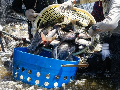 Loài nào sẽ là đối tượng nuôi mũi nhọn trong tương lai?