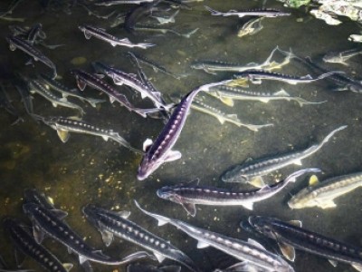 Tìm hiểu cá tầm nhập từ Trung Quốc