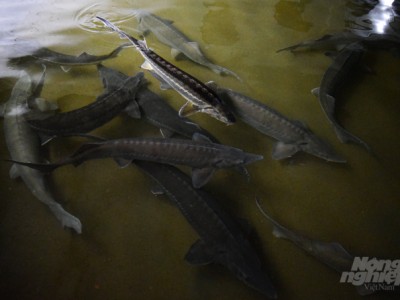 Cao thủ nuôi cá tầm trên dãy Hoàng Liên Sơn