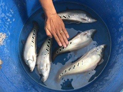 Bình Định: Nuôi cá thát lát cườm hình dáng, màu sắc đẹp ở hồ thủy lợi gắn với tiêu thụ