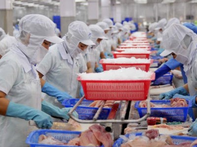 400 doanh nghiệp Việt Nam tăng tốc bán một loài cá sang Trung Quốc, thu gần 700 triệu USD