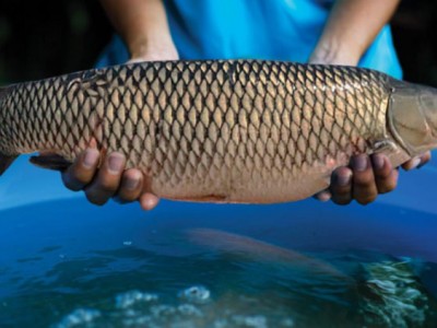 Phòng, trị một số bệnh trên cá trắm cỏ