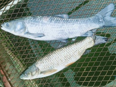 Đen đầu, đen mình trên cá trắm cỏ