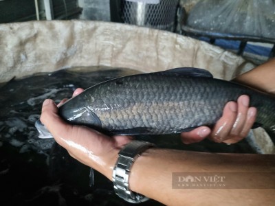 Loài cá đắt tiền, ăn ngon hơn vào mùa đông lại là thần dược cho phái mạnh, cứ nuôi là thu bộn tiền