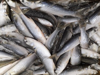 Một loại cá xưa ít người biết, giờ thành đặc sản cao cấp, dễ nuôi mà lại cực kỳ tốt cho sức khỏe