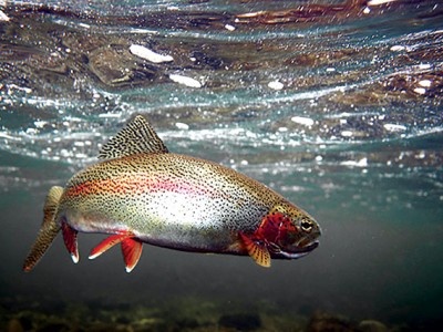 Bổ sung bột côn trùng cho thức ăn cá hồi vân chứa khô đậu