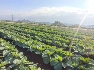 Trồng thứ rau có hàng trăm lớp lá cuộn chặt, trông đẹp như bông hoa, nông dân Sơn La lãi đậm