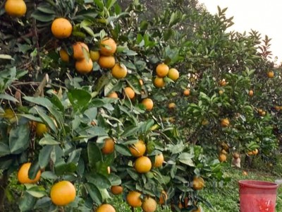 Giá cam Vinh tăng cao, nhiều trang trại ở Nghệ An neo trái trên cây chờ bán Tết