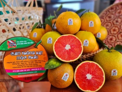 Nhân rộng những vườn cây ăn quả đẹp như miền cổ tích trên đất Tây Bắc