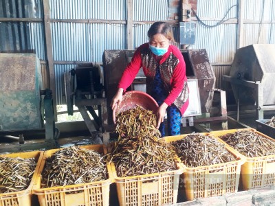 Làm giàu khác người ở Cà Mau-nhặt thứ cả làng vứt đi ai ngờ kiếm bộn tiền