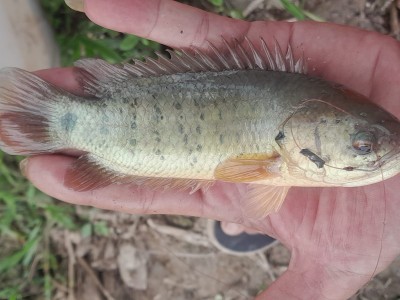 Ở nơi này của Đà Nẵng, làng lên phố lâu rồi, chỉ có một nghề câu cá còn mãi, đó là câu cá gì?